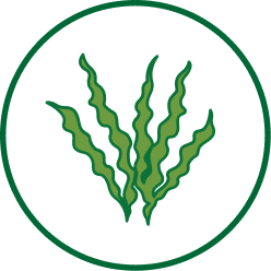 Seaweed